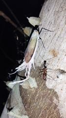 Pterodictya reticularis