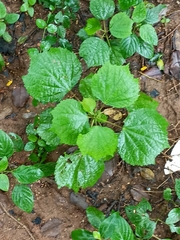 Malvaceae