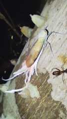 Pterodictya reticularis