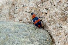 Dicranolaius bellulus