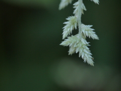 Ouret sanguinolenta