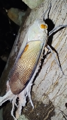 Pterodictya reticularis