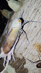 Pterodictya reticularis