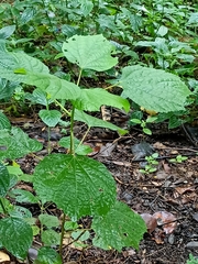 Malvaceae