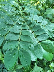 Senna auriculata