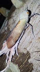 Pterodictya reticularis