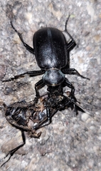 Calosoma peregrinator