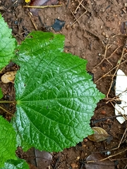 Malvaceae