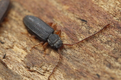 Uleiota planata