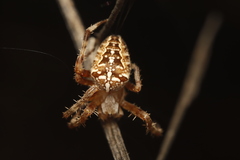 Araneus diadematus