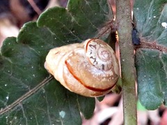 Sheldoniinae