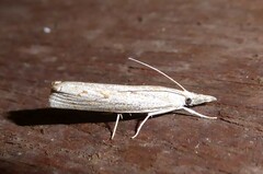 Culladia cuneiferellus