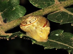 Sheldoniinae
