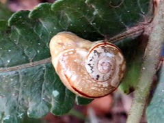 Sheldoniinae