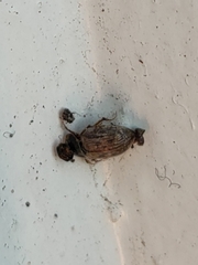 Aphodiini