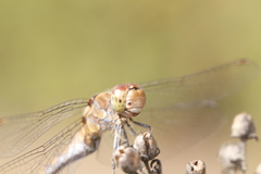 Sympetrum striolatum