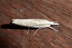 Culladia cuneiferellus