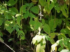 Ouret sanguinolenta