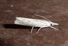 Culladia cuneiferellus