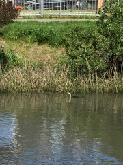 Microcarbo melanoleucos brevirostris