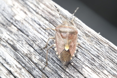Dolycoris baccarum