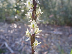 Prasophyllum elatum