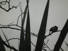 Pycnonotus aurigaster