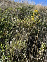Symphyotrichum lentum