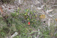 Correa reflexa scabridula