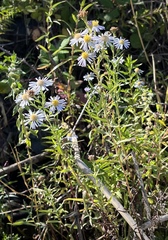 Symphyotrichum lentum
