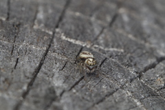 Macaroeris nidicolens