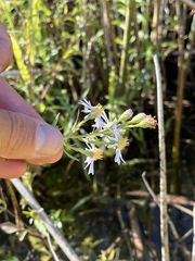Symphyotrichum lentum