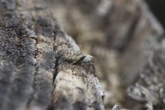 Macaroeris nidicolens