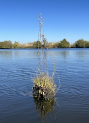 Symphyotrichum lentum