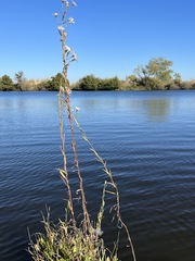 Symphyotrichum lentum