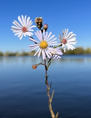 Symphyotrichum lentum