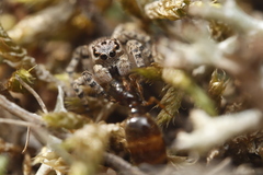 Aelurillus v-insignitus