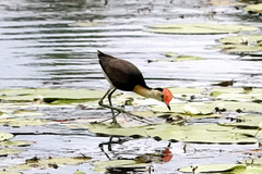 Irediparra gallinacea