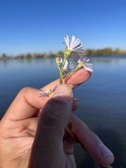 Symphyotrichum lentum