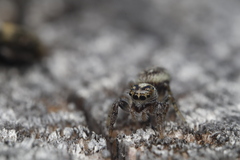 Macaroeris nidicolens