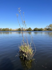 Symphyotrichum lentum