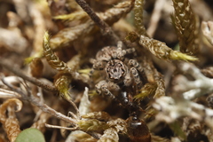 Aelurillus v-insignitus