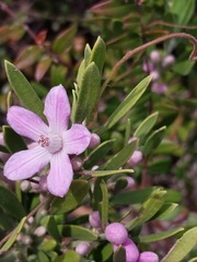 Eriostemon australasius