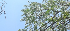 Radermachera sinica