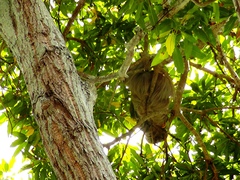 Choloepus hoffmanni