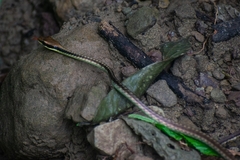 Dendrelaphis cyanochloris
