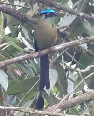 Momotus aequatorialis