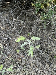 Sphaeralcea fendleri