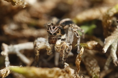 Aelurillus v-insignitus