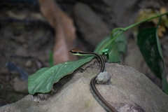 Dendrelaphis cyanochloris